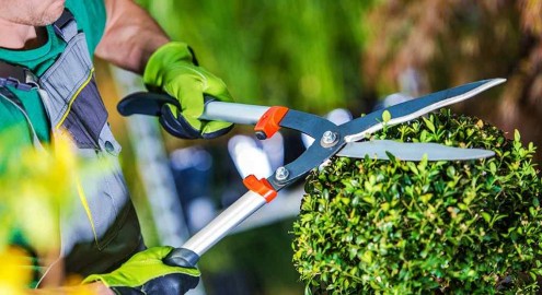 Manutenção de áreas verdes nas escolas  - conservação e sustentabilidade